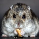 Hamsters Russische dwerghamster